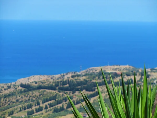 Palma mediterrânica — Fotografia de Stock