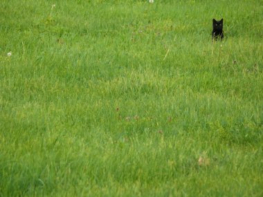 Black cat in grass clipart