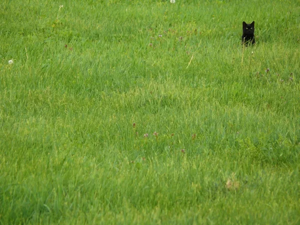 Черная кошка в траве — стоковое фото