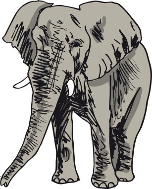 Sketch of elephant. Vector illustration clipart