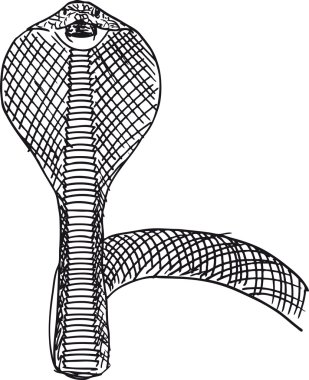 Kroki agresif Kobra'nın yükselişi. vektör çizim