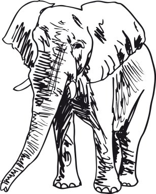 Sketch of elephant. Vector illustration clipart