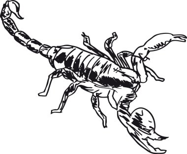 Sketch of Scorpion in combat position. Vector illustration clipart