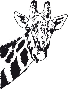 Sketch of giraffe head. Vector illustration clipart