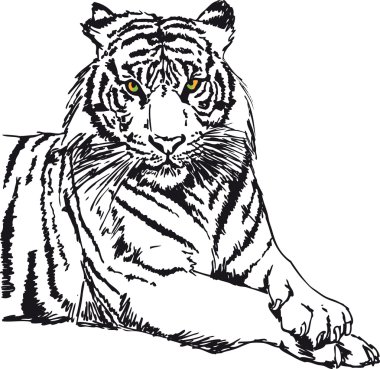 Картина, постер, плакат, фотообои "эскиз белого тигра. векторная иллюстрация
", артикул 10490114
