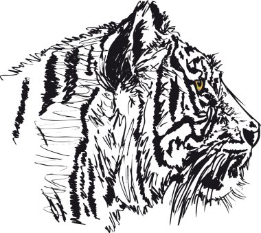 Sketch of white tiger. Vector illustration clipart