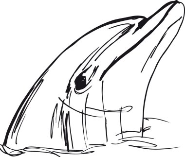 Sketch of dolphin face. vector illustration clipart