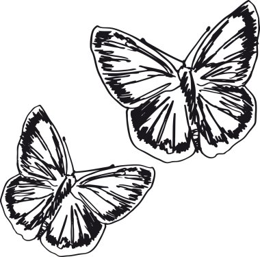 Butterfly sketch. vector illustration clipart