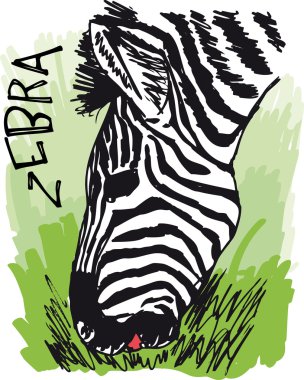 Zebra eating grass. Vector illustration clipart