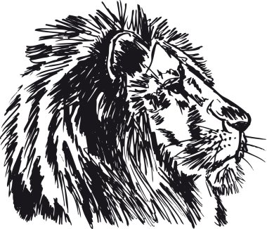 Sketch of a big male African lion. Vector illustration clipart