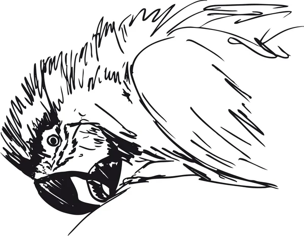 Boceto de pájaro guacamayo. Ilustración vectorial — Archivo Imágenes Vectoriales