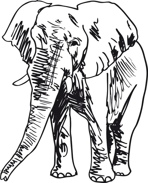 Skizze eines Elefanten. Vektorillustration — Stockvektor