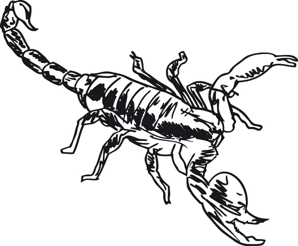 Szkic Skorpion w pozycji walki. Ilustracja wektorowa — Wektor stockowy