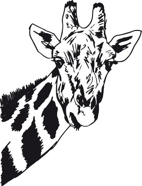 Croquis de la tête de girafe. Illustration vectorielle — Image vectorielle