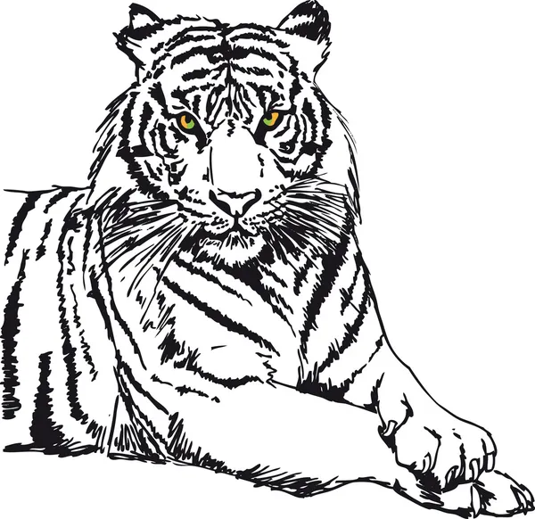 Sketch of white tiger. Vector illustration — Stock Vector