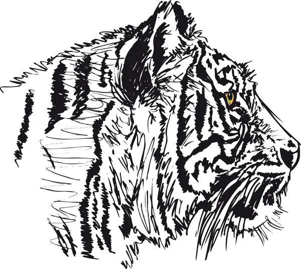 Sketch of white tiger. Vector illustration — Stock Vector