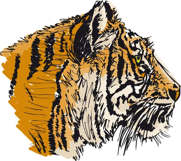 草绘的白老虎。矢量插画 — 图库矢量图片