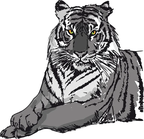 Schets van witte tijger. vectorillustratie — Stockvector
