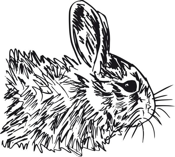 stock vector Sketch of little hare. Vector illustration