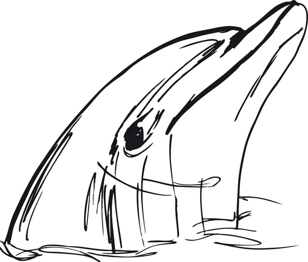 Schizzo della faccia da delfino. illustrazione vettoriale — Vettoriale Stock