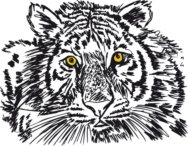 Bosquejo de tigre blanco. Ilustración vectorial — Vector de stock