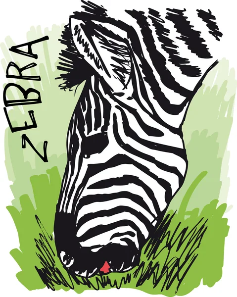 Zebras fressen Gras. Vektorillustration — Stockvektor