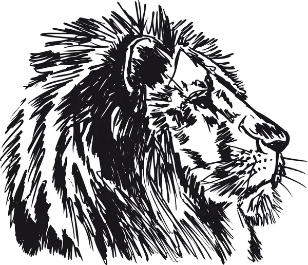 Croquis d'un gros lion d'Afrique mâle. Illustration vectorielle — Image vectorielle