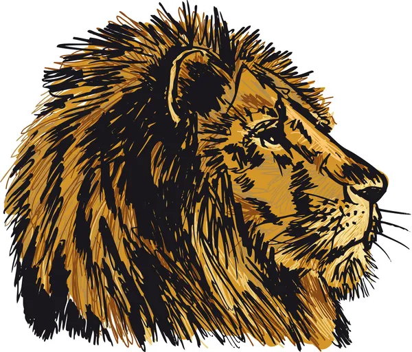 Schets van een grote mannelijke Afrikaanse leeuw. vectorillustratie — Stockvector