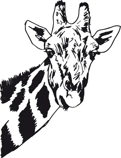 Ескіз голови жирафа. Векторні ілюстрації — стоковий вектор