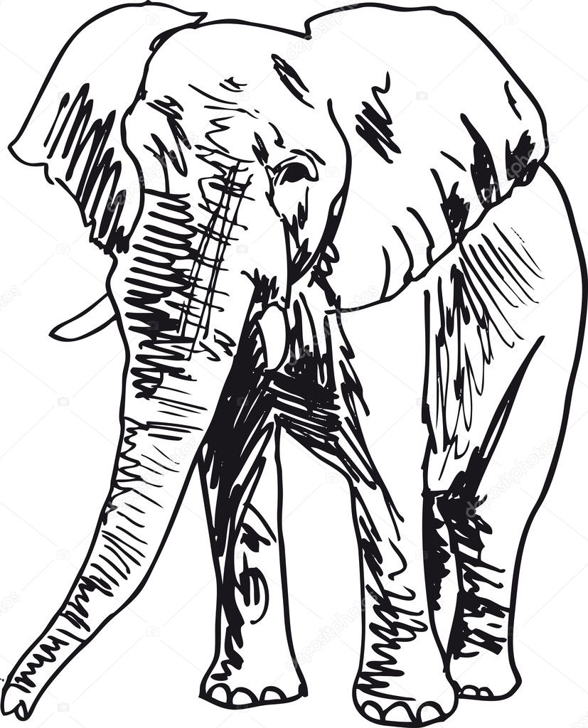 Sketch of elephant. Vector illustration