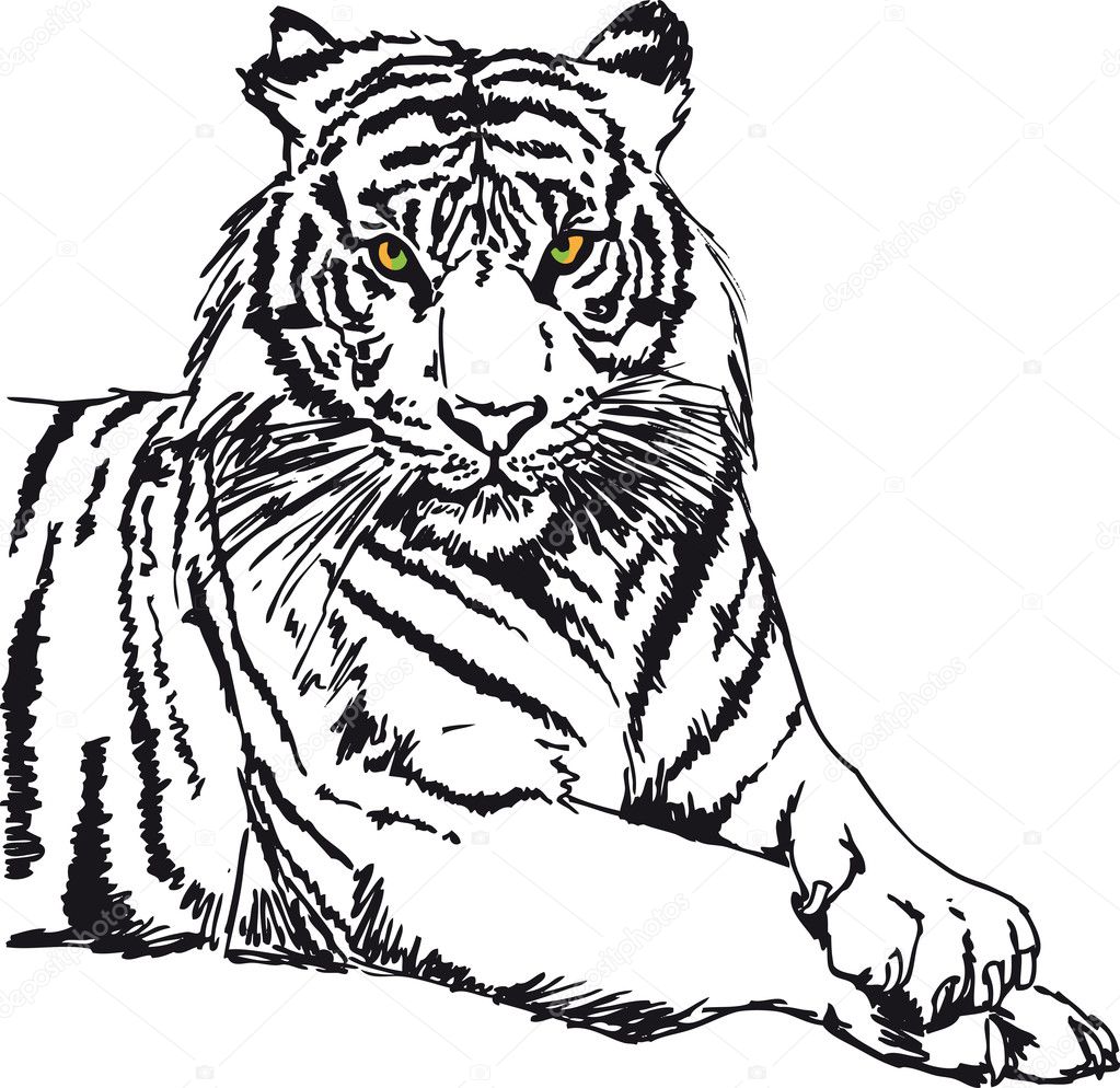 Stock Art Drawing of a White Bengal Tiger