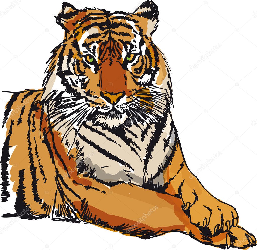 Desenho Tigre Sorridente Isolado No Branco Vetor Prem