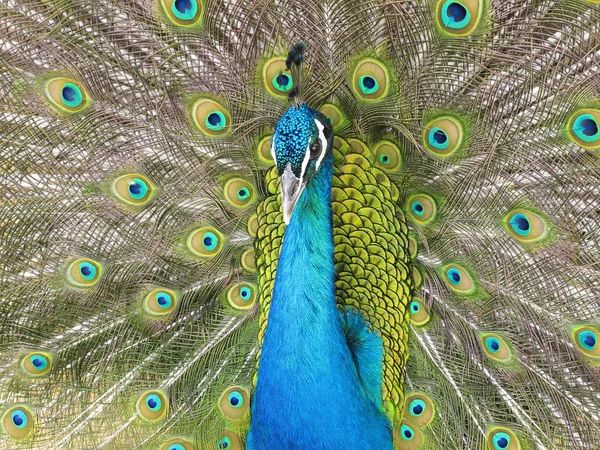 stock image Closeup of beautiful peacock