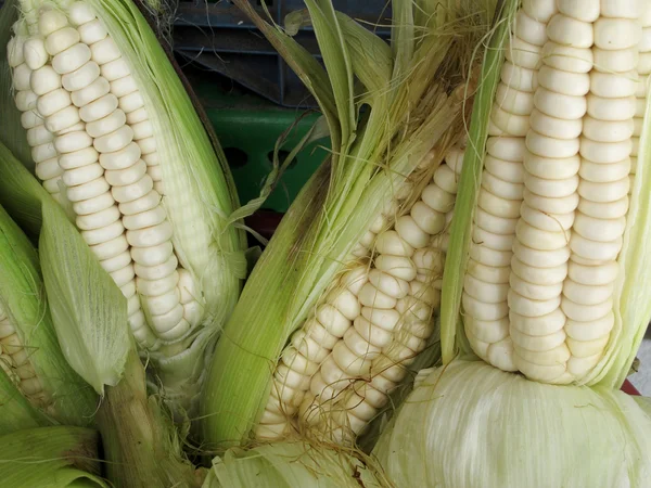Ripe peruvian corn — Zdjęcie stockowe