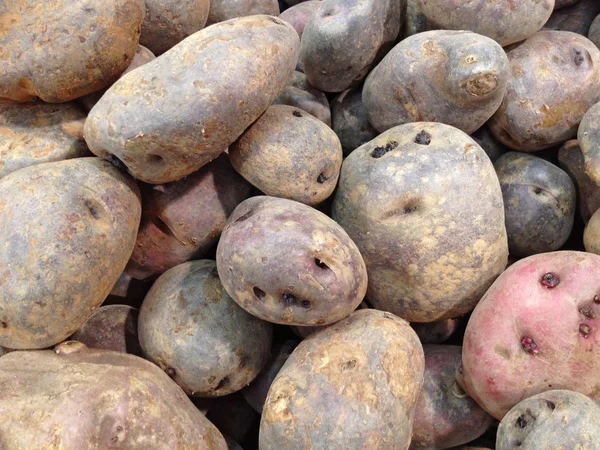 Patata peruana —  Fotos de Stock