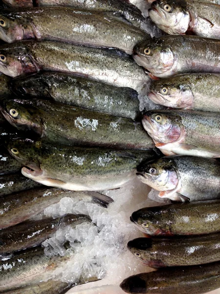 Stock image Trout. Fresh fish on fishmarket