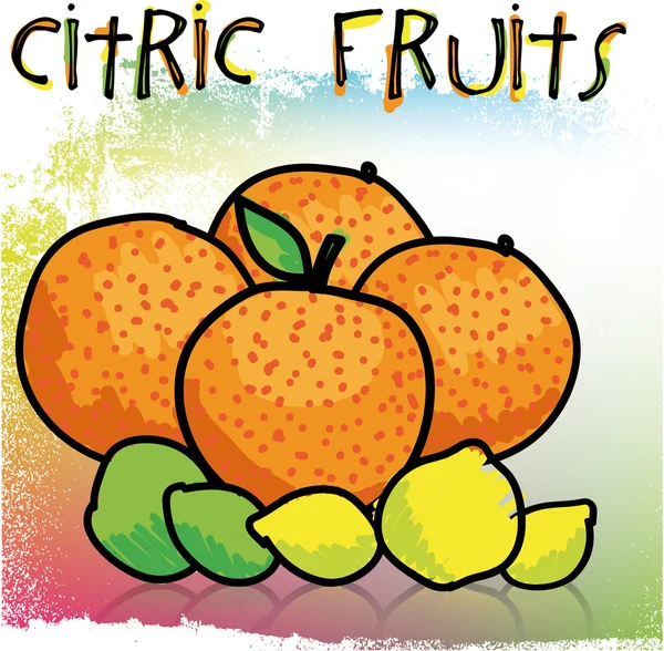 Citrus fruit, vector illustration — Stock Vector