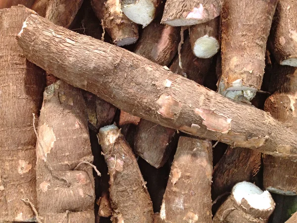 stock image Cassava