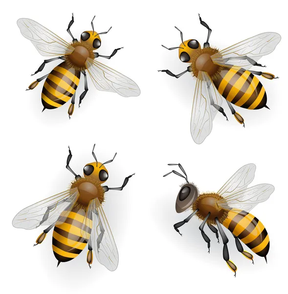 Honigbienen — Stockvektor