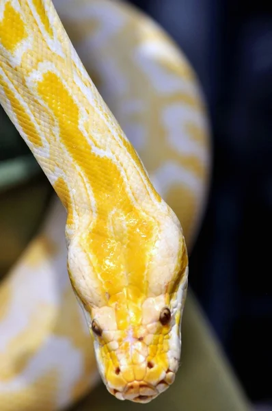 A cobra — Fotografia de Stock