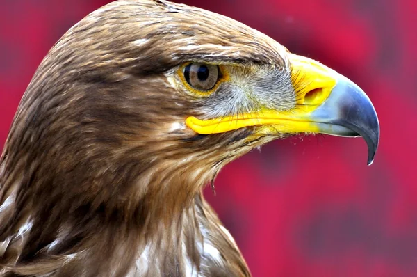 El águila — Foto de Stock