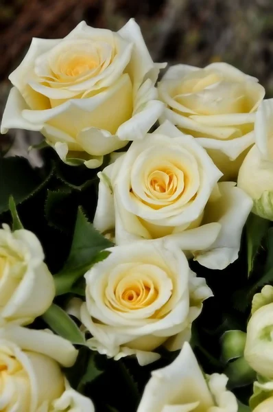 Kytice bílých růží a žlutá — Stock fotografie