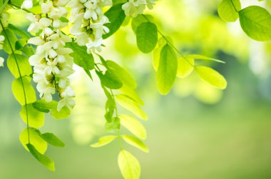 Acacia flowers clipart