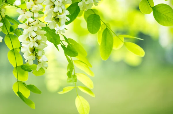 stock image Acacia flowers