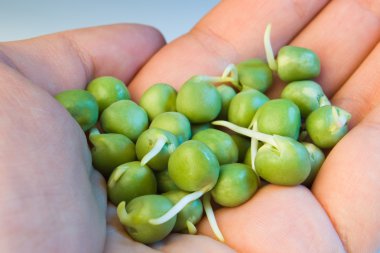 germinated yeşil bezelye