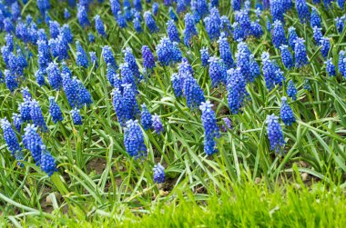 Muscari çiçekler