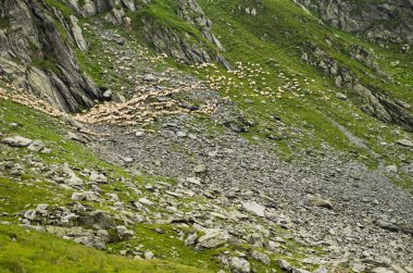 dağlar üzerine koyun