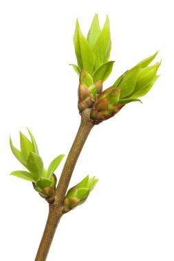 Spring bud clipart