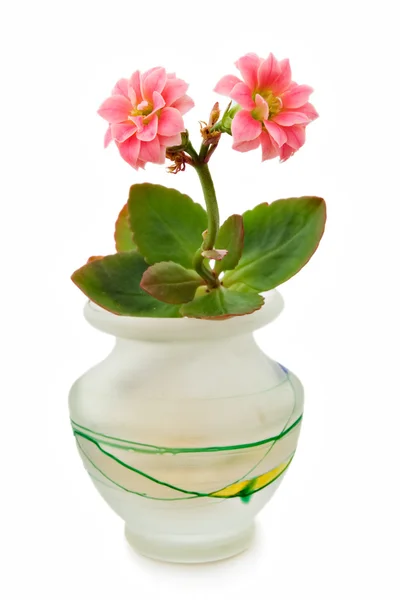 stock image Flowers In Small Vase