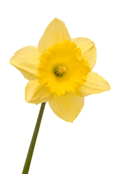Daffodil over white — Stock Photo, Image